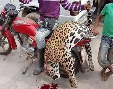 Un jaguar o tigre mariposa al que dieron muerte en Barinas, según lo reportó una noticia de 2020 