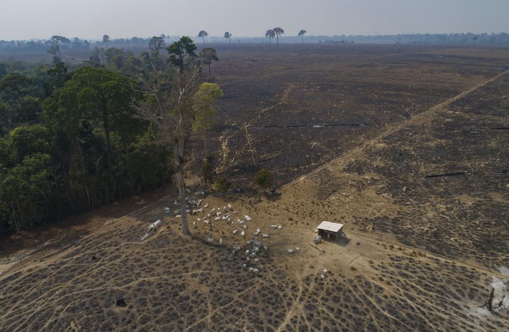Ganado pasta en tierras recientemente quemadas y deforestadas por ganaderos cerca de Novo Progresso, en el estado de Pará, Brasil