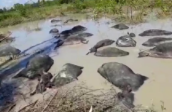 Un rayo mató 47 búfalos en una hacienda en Mérida