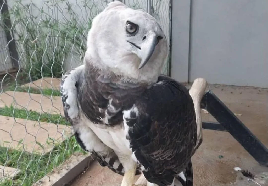 Águila harpía