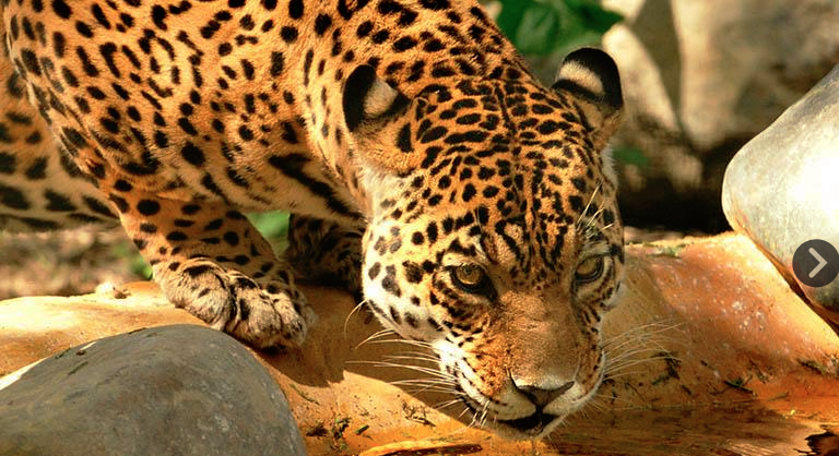 Jaguar boliviano en peligro por aumento de cacería de turismo