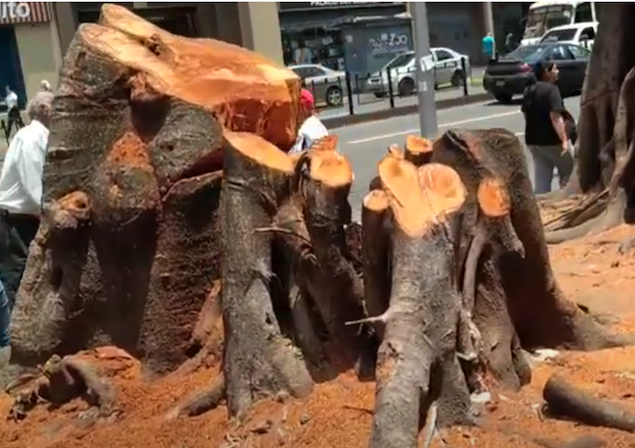 Al árbol debemos solicito amor, jamás olvidemos que es obra de Dios