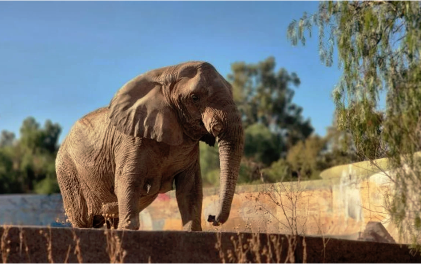 Luego de sufrir un largo cautiverio en un zoológico argentino‚ Kenya viajará a la libertad en un santuario en Brasil