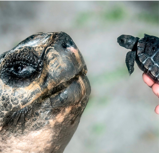 Goliath, nacido alrededor del 15 de junio de 1890 en la isla de Santa Cruz, en las Galápagos, ha tenido una larga vida que lo llevó primero al Zoológico del Bronx en Nueva York en 1929 y, finalmente, al Zoológico de Miami en 1981.