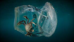 Los océanos del planeta se encuentran contaminados por la acción antropogénica