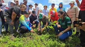 Reforestan áreas protegidas de Ospino