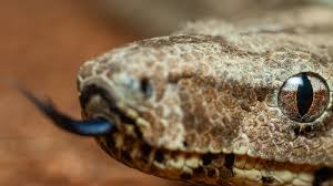 Boa constrictor son eliminadas sin  compasión y por desconocimiento en Maracaibo