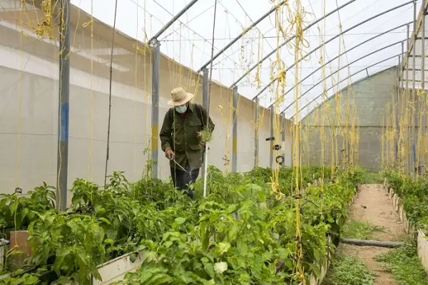 El pimentón es uno de los rubros que se cultivan en la asociación Agricatia.