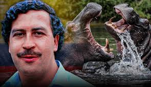 200 hipopótamos se han reproducido en Colombia desde que los llevó Pablo Escobar para su zoológico privado