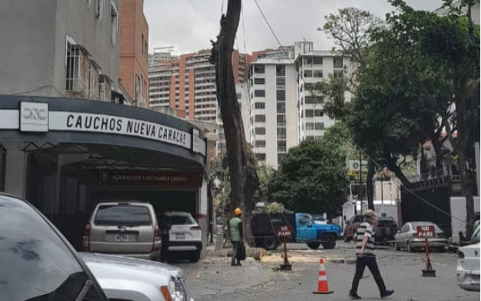 Talan un jabillo de 17 metros en Los Chaguaramos, según bajo permiso de la Alcaldía de Caracas