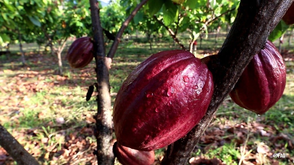 Cacao venezolano, considerado el mejor del Mundo
